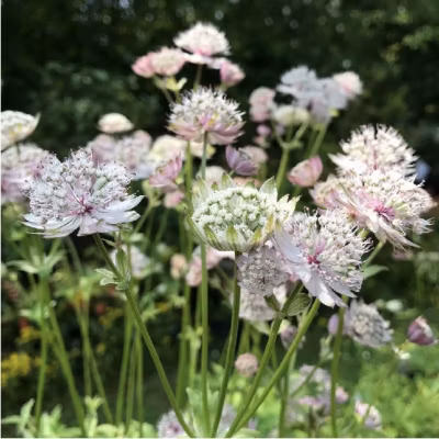 6 x Grande Astrance &lsquo;Buckland&rsquo; – Astrantia major &lsquo;Buckland&rsquo;  – godet 9cm x 9cm