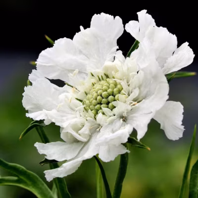 6 x Scabieuse caucasienne – Scabiosa caucasica &lsquo;Alba&rsquo;  – godet 9cm x 9cm