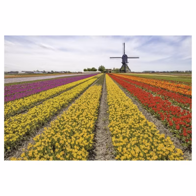 Brise vue imprimé TULIPES ARC EN CIEL, H.2 x L.3 m, 100% occultant, Made in France par Scenolia + kit de fixation offert
